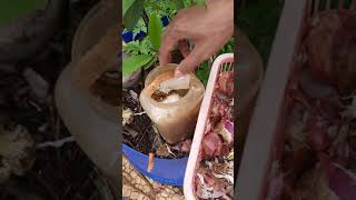 Composting- easy method using plastic bottle