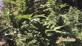 Growing with the Joint Doctor: Direct Seeding Autos Outdoors