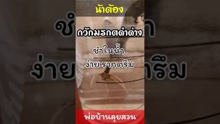 ขยายพันธุ์กวักมรกตดำด่างชมพู ด้วยวิธีการชำในน้ำ ผ่านมา 1 เดือน รากตรึม