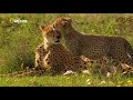 Гепард Фатальный инстинкт. Документальный фильм. national geographic 12