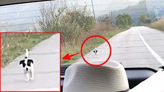 野良子犬が車を追いかけてきました。助けてもらう為に必死についてくる子犬の姿に心打たれる【感動】