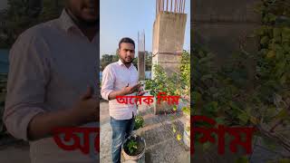 মাশাআল্লাহ অনেক শিম খেলাম এই সিজনে#ছাদবাগান #এসোবাগানকরি #agriculture #tips #gardenigtip