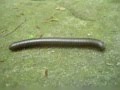 Centipede on Geology Trail