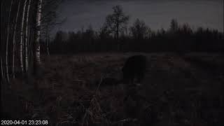 Alutaguse Estonia 2020 04 02 Raccoon dogs and Wild Boar