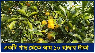 বগুড়ায় কমলার চাষ শুরু যার হাত দিয়ে | Orange Cultivation | Bogura