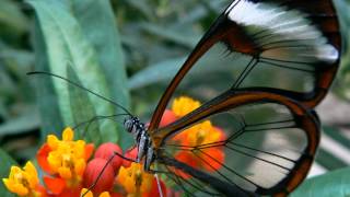 YANNI - Butterfly Dance