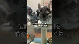 【たまには】体重が横ばいなので特別に乾燥リンゴを食べたチンチラwith特別ゲスト＃chinchilla＃チンチラ＃shorts