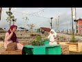 Lalisa Jogja Farmers Village - Tempat Wisata dan makan yang Instagramable di Jl Wates