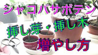 シャコバサボテン 増やし方 挿し芽 挿し木‼️