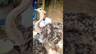 উট পাখির খাবারের খরচ কেমন। #ostrichfarming #funny #ostrichfarm #farming.