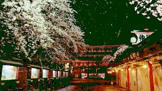 仲見世　桜　舞い　桜吹雪　浅草　浅草寺　Tokyo Asakusa SAKURA　Shower of Cherry Blossoms