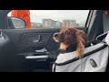 Pawsome Pet Carrier Car Seat Instructions