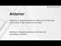 Anterior Meaning