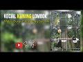 Kecial Kuning Lombok Males Bunyi Pakai Yang Satu Ini