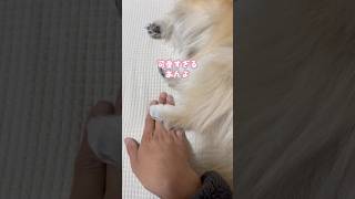 可愛すぎるあんよ #shorts #ポメラニアン #犬