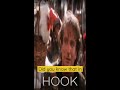 Did you know that in HOOK...