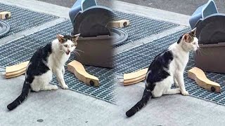 Cat Abandoned On The Street With His Litter Box Was Crying, But The Unbelievable Happened