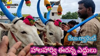 Halaharvi Eranna Desiya Seema Bulls ||7569009949