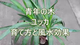 青年の木　ユッカ　育て方と風水効果