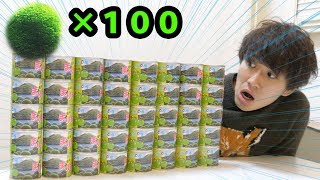 【まりも缶】まりも１００匹育ててマリモの王になります。