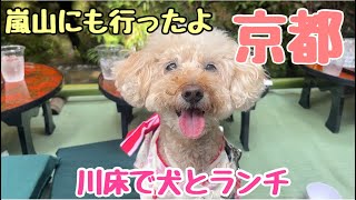 【犬と京都】犬と京都　川床で食べるごはんが最高すぎた