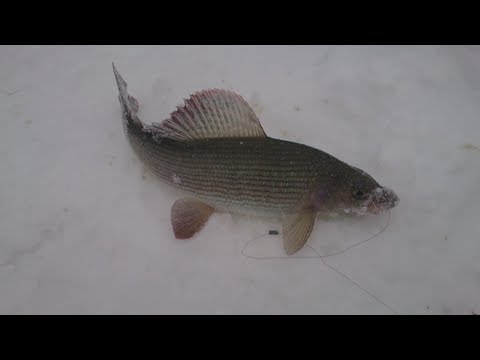 Другие видео из категории Другие видео из категории