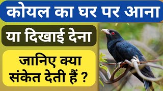 कोयल का घर में आना कैसा होता है?| ghar mein koyal ka aana kaisa hota hai | ghar mein koyal ka bolna