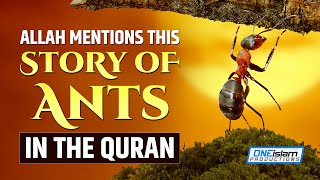 ALLAH MENTIONS THIS STORY OF ANTS IN THE QURAN
