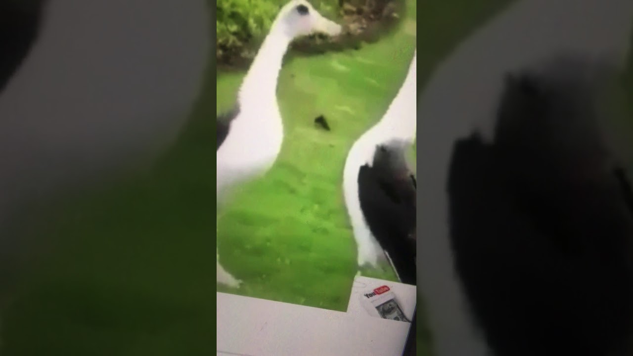 Goose Dancing Youtube