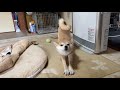 耳マッサージをしてたら眠っちゃった柴犬