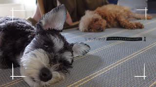 [Healing]Summer hot and sloppy dog [Toy Poodle and Miniature Schnauzer: Satch and Murph]