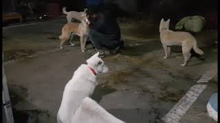 #107 천둥 번개 단이 설화 심바ᆢ 잘 지내고 있습니다 진돗개와 진투 Korean native dog korean dog jindo