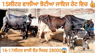 15ਲੀਟਰ ਵਾਲੀਆ 2 ਝੋਟੀਆ ਅਤੇ ਸਸਤੇ ਭਾਅ ਵਿਚ ਗਾਂ।Buffalo and cow for sale/vadiya farm/17-11-22