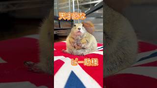 【P小町】1シングル〜アニドル〜 #ピー助 #リチャードソンジリス #animal #推しの子