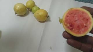 జామకాయ తింటున్నారా అయితే జాగ్రత్త  -1 l Guava