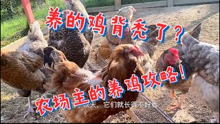 养的鸡秃背了？原因和方法！农场主养鸡攻略！