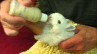 Dwarf Baby Bunnies Bottle Feeding