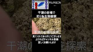 【沖縄】干潮の岩場で小動物を捕獲して観察する #okinawa #ガサガサ  #生物  #生物  #沖縄本島 #生き物系youtuber  #カニ #スズメダイ