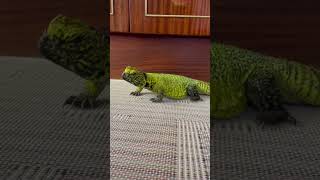 Uromastyx morning run