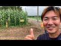 とうもろこし巨大迷路2020の様子　月山高原でひまわり畑もあるよ vlog 206