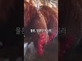 닭은 왜 아침에 울까 _ 센서 스튜디오