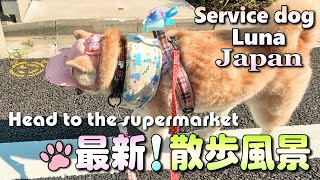 【Japan: service dog Luna】Shiba Inu with a wheelchair user