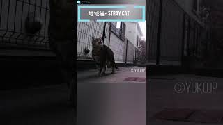 ご飯の元へ行く野良猫　A stray cat going to eat dinner　(地域猫・ stray cat　ショート)