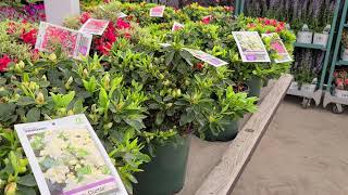 Azalea 'Helen Curtis' // A PRISTINE Semi-DOUBLE WHITE,⭐️Compact Growing Evergreen Azalea