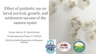 Effect of probiotic use on oyster hatchery production