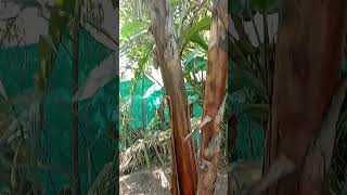 செவ்வாழை பதினெட்டு மாதங்களை கடந்து | Red banana bunch emerging |manamagizchi | மனமகிழ்ச்சி