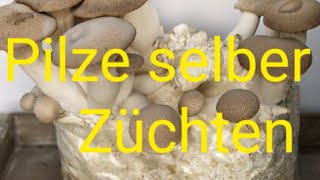 Pilze züchten (Kräuterseitlinge) Shiitake) Speisepilze #Shiitake #Kräuterseitlinge #Pilze züchten