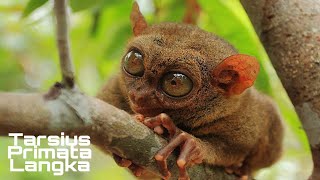 Tarsius Si Kera Hantu Primata Langka dari Sulawesi