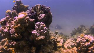 dive to marsa Abu Gusum