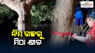 ନିମ୍ବ ଗଛରୁ ମିଠା କ୍ଷୀର | Nayagarh | Khabar Odisha